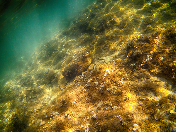 zadarappartman búvárkodás