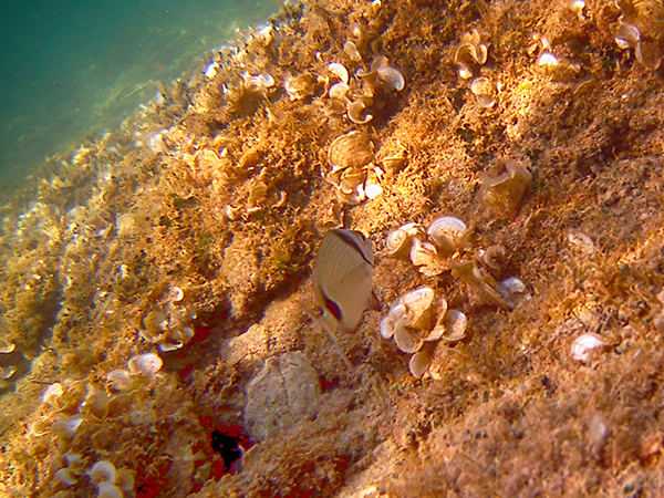 zadarappartman búvárkodás